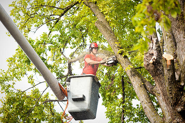 How Our Tree Care Process Works  in  Yorkville, NY